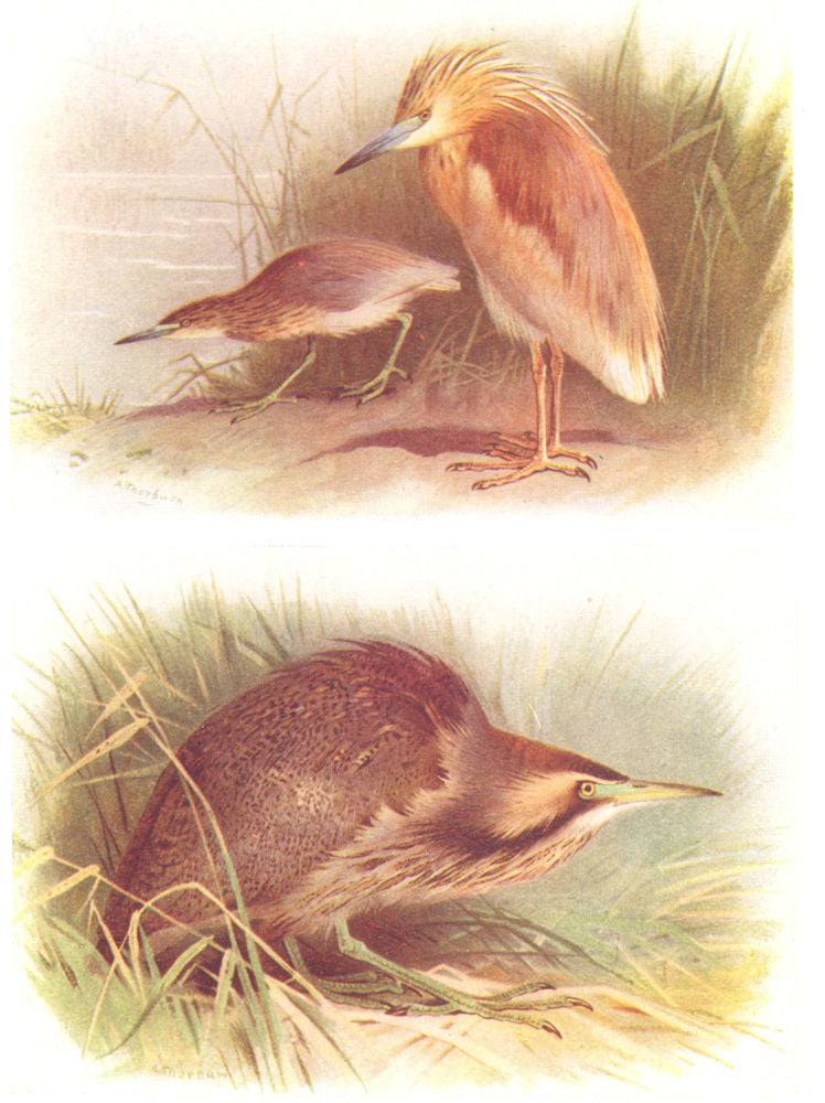 BRITISH BIRDS. Squacco Heron; American Bittern. THORBURN 1925 old print
